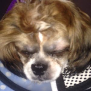 Meet your Posher, Mistress